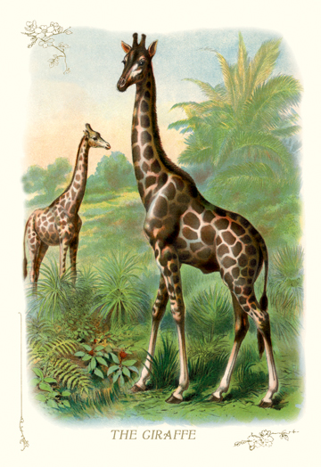 Buy Enlarge 0-587-11202-6C12X18 Giraffe- Canvas Size C12X18