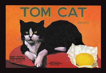 Buy Enlarge 0587016132P12x18 Tom Cat Brand Paper Size P12x18