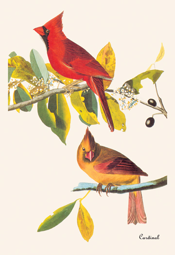 Buy Enlarge 0-587-03560-9P20x30 Cardinal- Paper Size P20x30 -  Buyenlarge