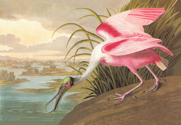 Buy Enlarge Roseate Spoonbill- Paper Size P12x18