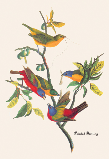 Buy Enlarge  Painted Bunting- Paper Size P12x18