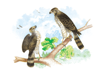 Buy Enlarge 0-587-03833-0P12x18 Sharp Skinned Hawk - Pigeon Hawk with Broad Wing Hawk- Paper Size P12x18