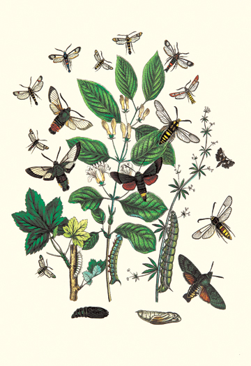 Buy Enlarge 0-587-07511-2P12x18 Moths- M. Stellatarum M. Croatica et al.- Paper Size P12x18