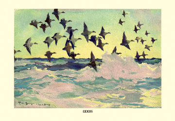 Buy Enlarge 0-587-08656-4P12x18 Eiders- Paper Size P12x18