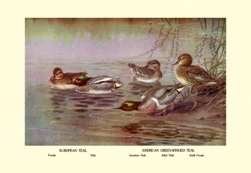 Picture of Buy Enlarge 0-587-08779-xP20x30 European and American Teal Duck- Paper Size P20x30
