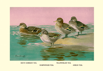 Picture of Buy Enlarge 0-587-08871-0P12x18 Four Types of Teal Ducks- Paper Size P12x18