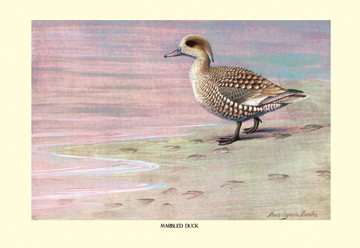 Buy Enlarge 0-587-08876-1P20x30 Marbled Duck- Paper Size P20x30