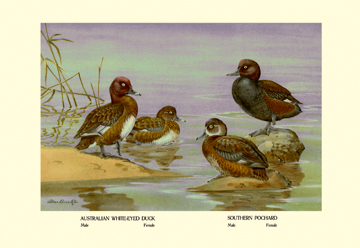 Buy Enlarge 0-587-08893-1P20x30 Australian White-Eyed and Southern Pochard Ducks- Paper Size P20x30