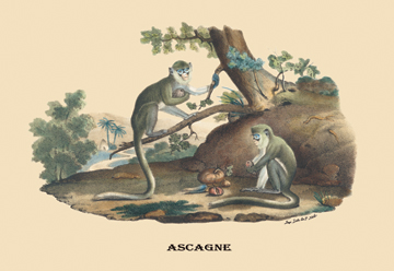 Buy Enlarge 0-587-08899-0P20x30 Singes - Monkeys- Paper Size P20x30