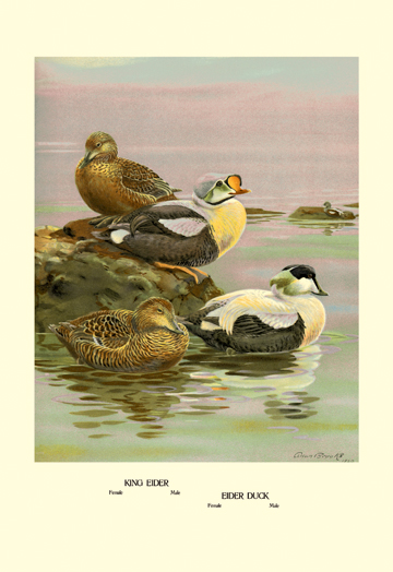Buy Enlarge 0-587-08923-7P20x30 Eider and King Eider Ducks- Paper Size P20x30