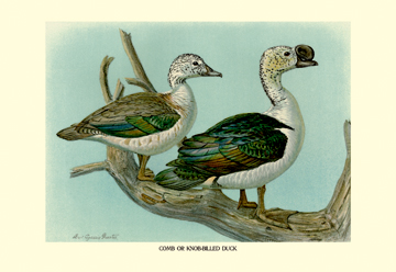 Buy Enlarge 0-587-08933-4P20x30 Comb or Knob-Billed Ducks- Paper Size P20x30