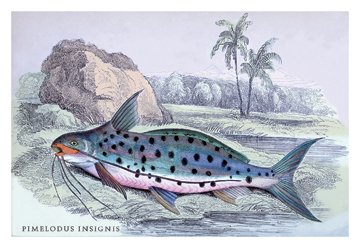 Buy Enlarge 0-587-08968-7P20x30 Pimelodus Insignis- Paper Size P20x30