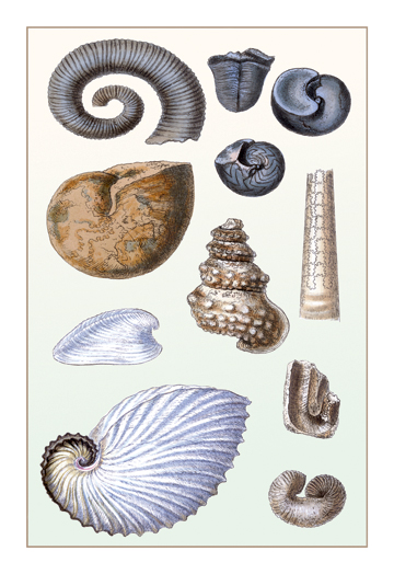 Buy Enlarge 0-587-11729-xP20x30 Shells- Ammonacea- Paper Size P20x30