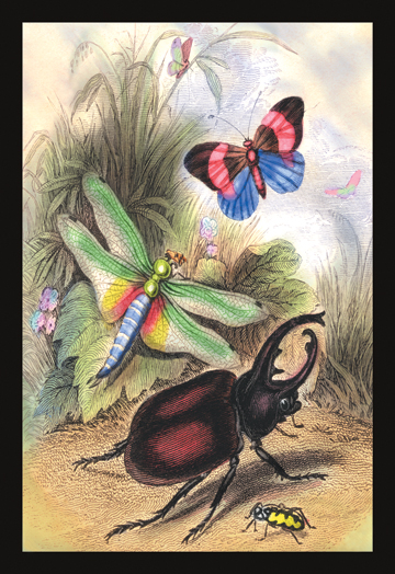 Butterfly Dragonfly and Beetles- Paper Size P20x30