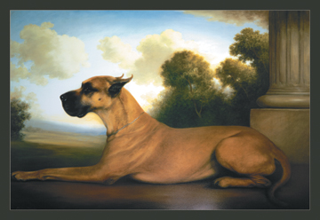 Recumbent Great Dane- Paper Size P20x30