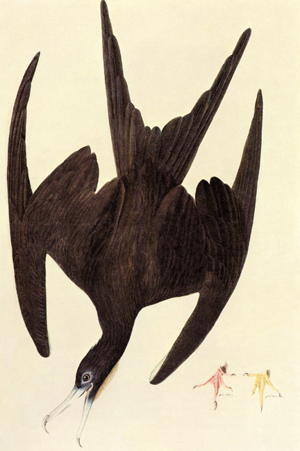 Magnificent Frigate Bird- Paper Size P12x18