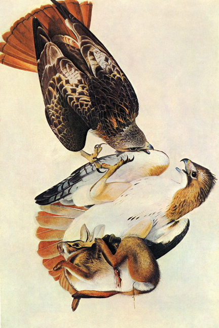 Red Tailed Hawk - Paper Size P12x18