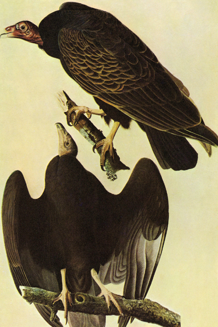 Turkey Vulture - Paper Size P12x18 - Authentic Audubon Print
