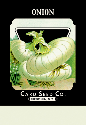 Picture of Buy Enlarge 0-587-02611-1P20x30 Onion- Paper Size P20x30