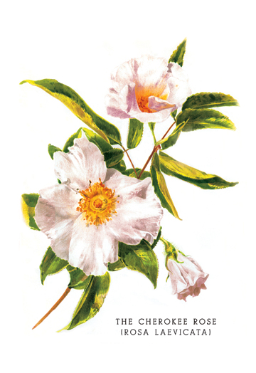 Picture of Buy Enlarge 0-587-03611-7P20x30 Cherokee Rose - Rosa Laevicata- Paper Size P20x30