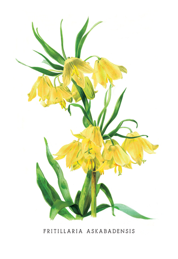 Picture of Buy Enlarge 0-587-03616-8P12x18 Fritillaria Askabadensis- Paper Size P12x18