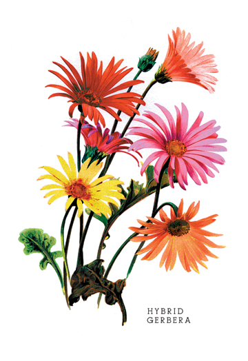 Picture of Buy Enlarge 0-587-03619-2P12x18 Hybrid Gerbera- Paper Size P12x18
