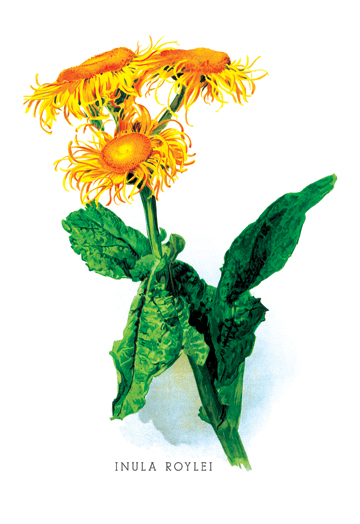 Picture of Buy Enlarge 0-587-03621-4P20x30 Inula Roylei- Paper Size P20x30