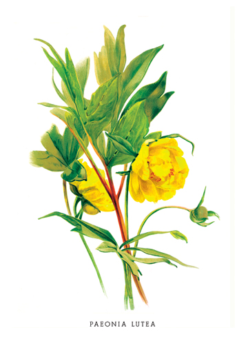 Picture of Buy Enlarge 0-587-03626-5P12x18 Paeonia Lutea- Paper Size P12x18