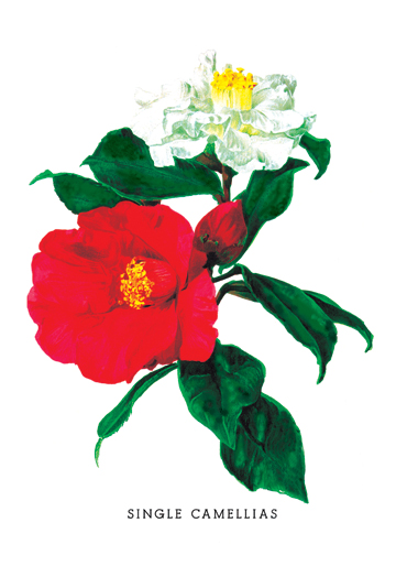 Picture of Buy Enlarge 0-587-03628-1P12x18 Single Camellias- Paper Size P12x18