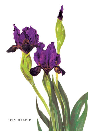 Picture of Buy Enlarge 0-587-03634-6P12x18 Iris Hybrid- Paper Size P12x18
