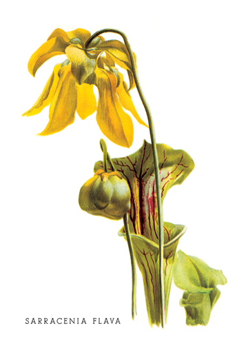 Picture of Buy Enlarge 0-587-03672-9P12x18 Sarracenia Flava- Paper Size P12x18