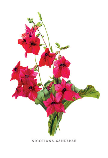 Picture of Buy Enlarge 0-587-03683-4P12x18 Nicotiana Sanderae- Paper Size P12x18