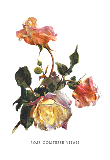 Picture of Buy Enlarge 0-587-03684-2P20x30 Rose Comtesse Vitali- Paper Size P20x30