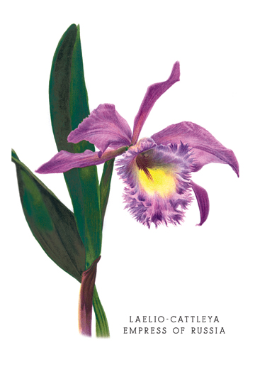 Picture of Buy Enlarge 0-587-03686-9P12x18 Laelio-Cattleya Empress of Russia- Paper Size P12x18