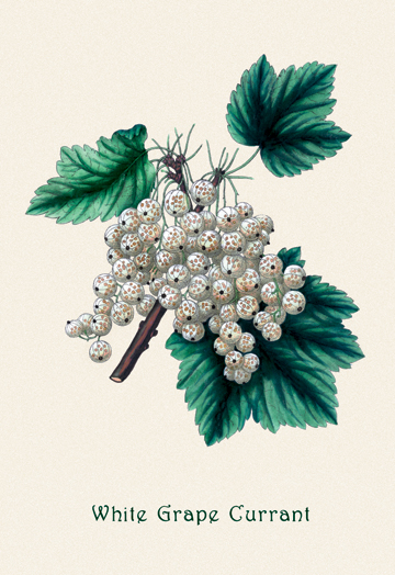 Picture of Buy Enlarge 0-587-04157-9P12x18 White Grape Currant- Paper Size P12x18