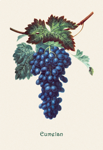 Picture of Buy Enlarge 0-587-04161-7P12x18 Eumelan Grapes- Paper Size P12x18