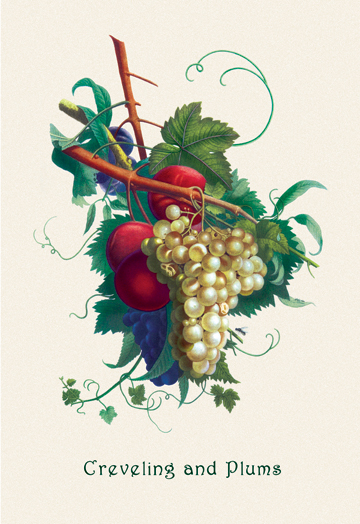 Picture of Buy Enlarge 0-587-04162-5P20x30 Creveling Grapes and Plums- Paper Size P20x30