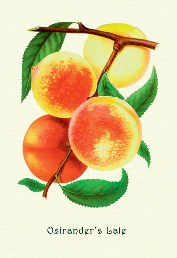 Picture of Buy Enlarge 0-587-04166-8P20x30 Ostranders Late Peaches- Paper Size P20x30