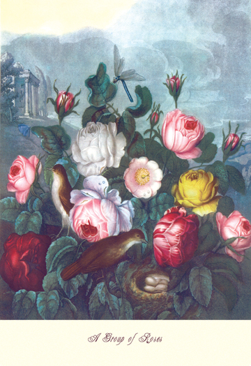 Picture of Buy Enlarge 0-587-04335-0P12x18 Roses - Temple of Flora- Paper Size P12x18
