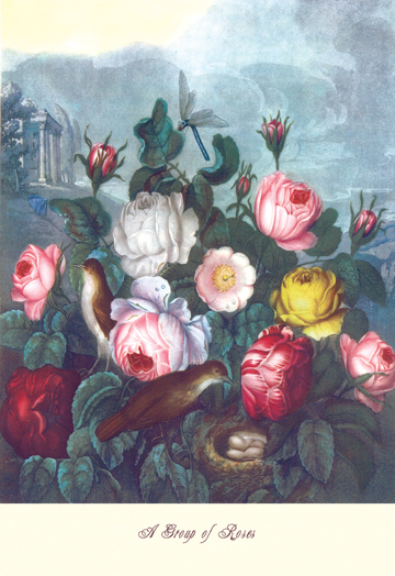 Picture of Buy Enlarge 0-587-04335-0P20x30 Roses - Temple of Flora- Paper Size P20x30