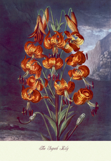Picture of Buy Enlarge 0-587-04344-xP20x30 Superb Lily- Paper Size P20x30