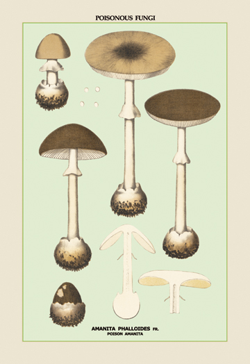 Picture of Buy Enlarge 0-587-04886-7P20x30 Poisonous Amanita- Paper Size P20x30