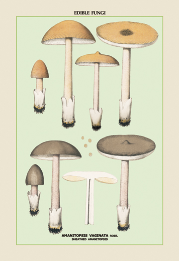 Picture of Buy Enlarge 0-587-04894-8P20x30 Edible Fungi- Sheathed Amanitopsis- Paper Size P20x30