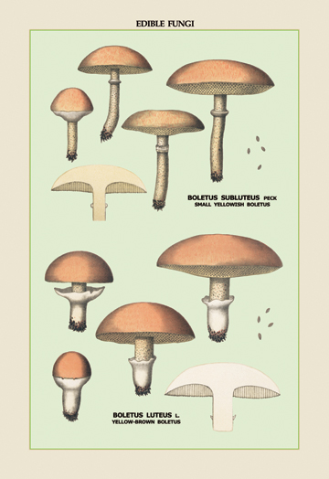 Picture of Buy Enlarge 0-587-04905-7P12x18 Edible Fungi- Boletus Luteus and Subluteus- Paper Size P12x18