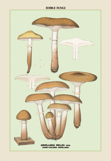 Picture of Buy Enlarge 0-587-04909-xP12x18 Edible Fungi- Honey-Colored Armillaria- Paper Size P12x18