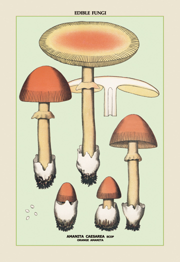 Picture of Buy Enlarge 0-587-04913-8P12x18 Edible Fungi- Orange Amanita- Paper Size P12x18