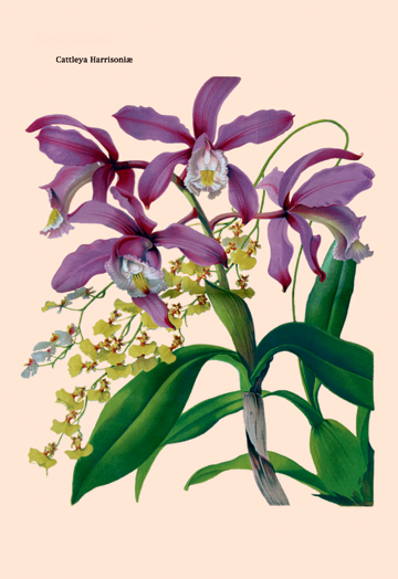 Picture of Buy Enlarge 0-587-07936-3P12x18 Orchid- Cattleya Harrisoniae- Paper Size P12x18
