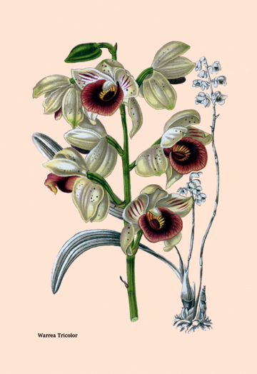 Picture of Buy Enlarge 0-587-07940-1P12x18 Orchid- Warrea Tricolor- Paper Size P12x18