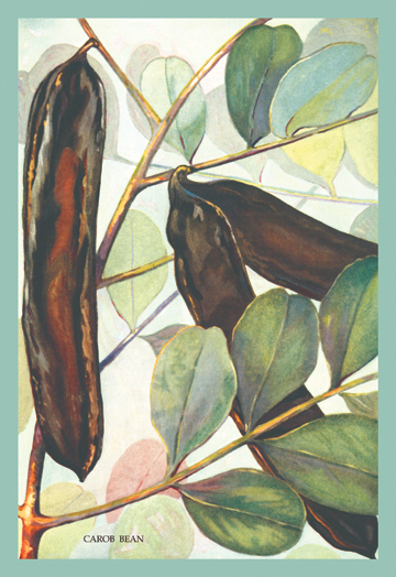 Picture of Buy Enlarge 0-587-08331-xP12x18 Carob Bean- Paper Size P12x18