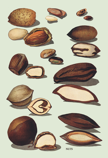Picture of Buy Enlarge 0-587-08339-5P12x18 Nuts no.2- Paper Size P12x18